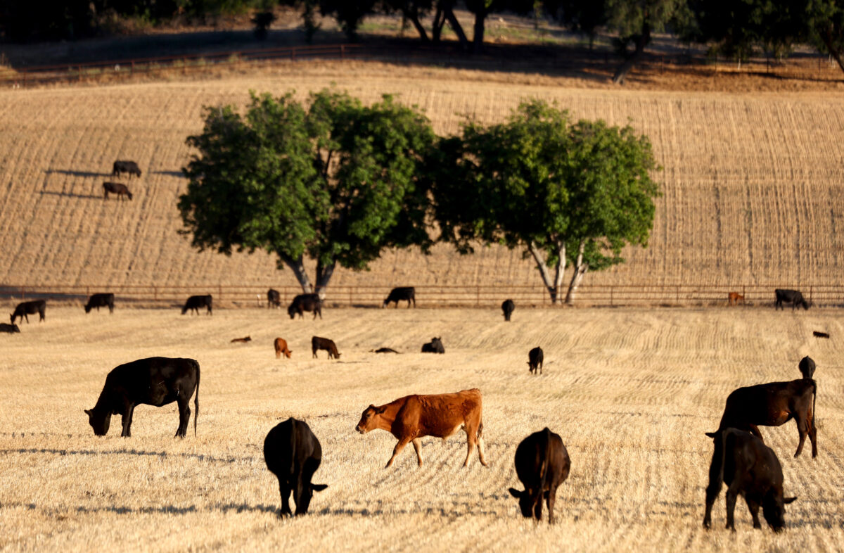 Gia súc được chăn thả gần Ojai, California, vào ngày 21/06/2022. (Ảnh: Mario Tama/Getty Images)