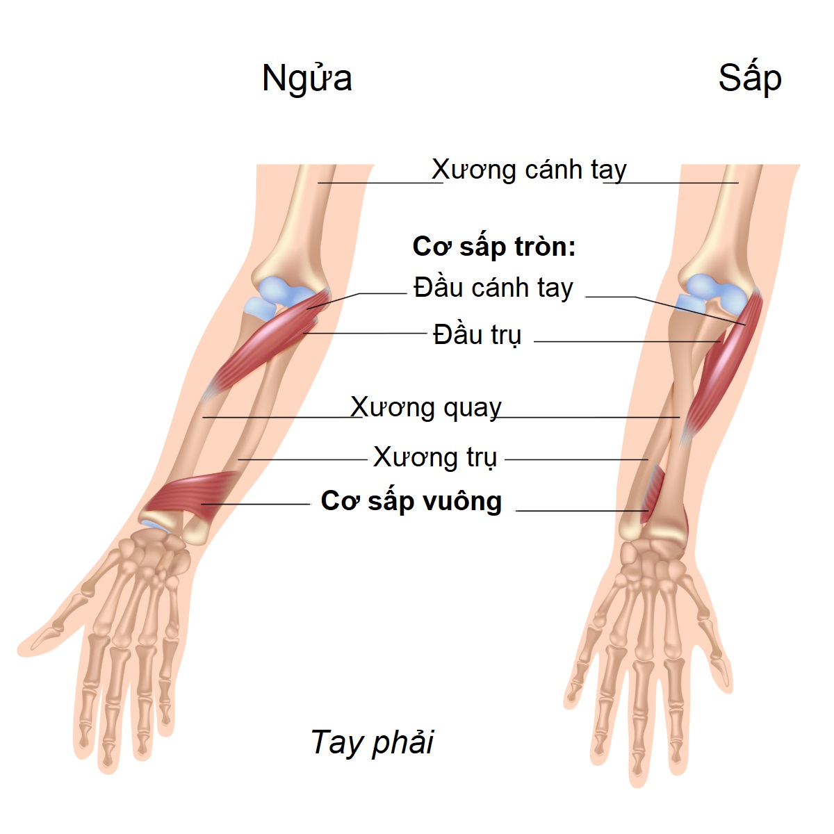 Đau khuỷu tay kinh niên: Thường do yếu cơ - 6 bài tập đơn giản giúp giảm đau