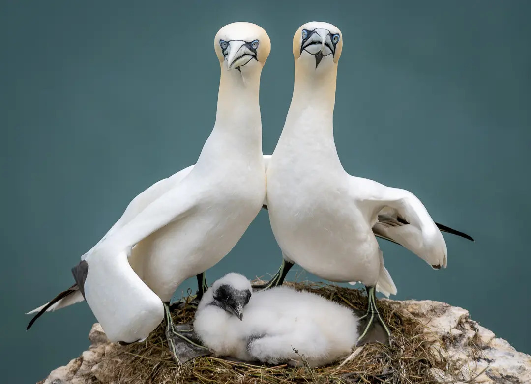 Chân dung gia đình tiêu chuẩn. (Ảnh: Zoe Ashdown/Comedy Wildlife Photography Awards 2023)