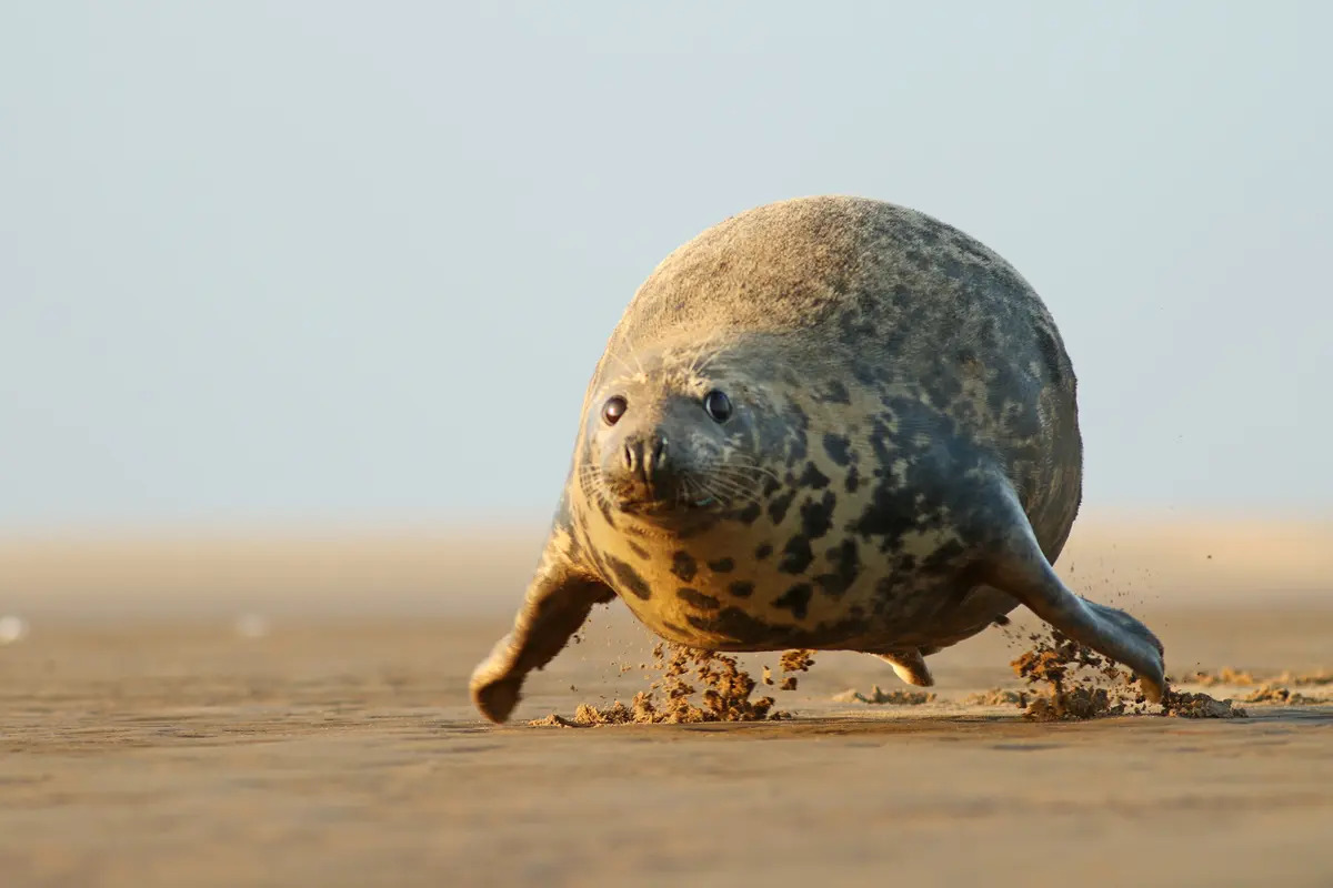 Ai cũng có thể bay. (Ảnh: Adrian Slazok/Comedy Wildlife Photography Awards 2023)