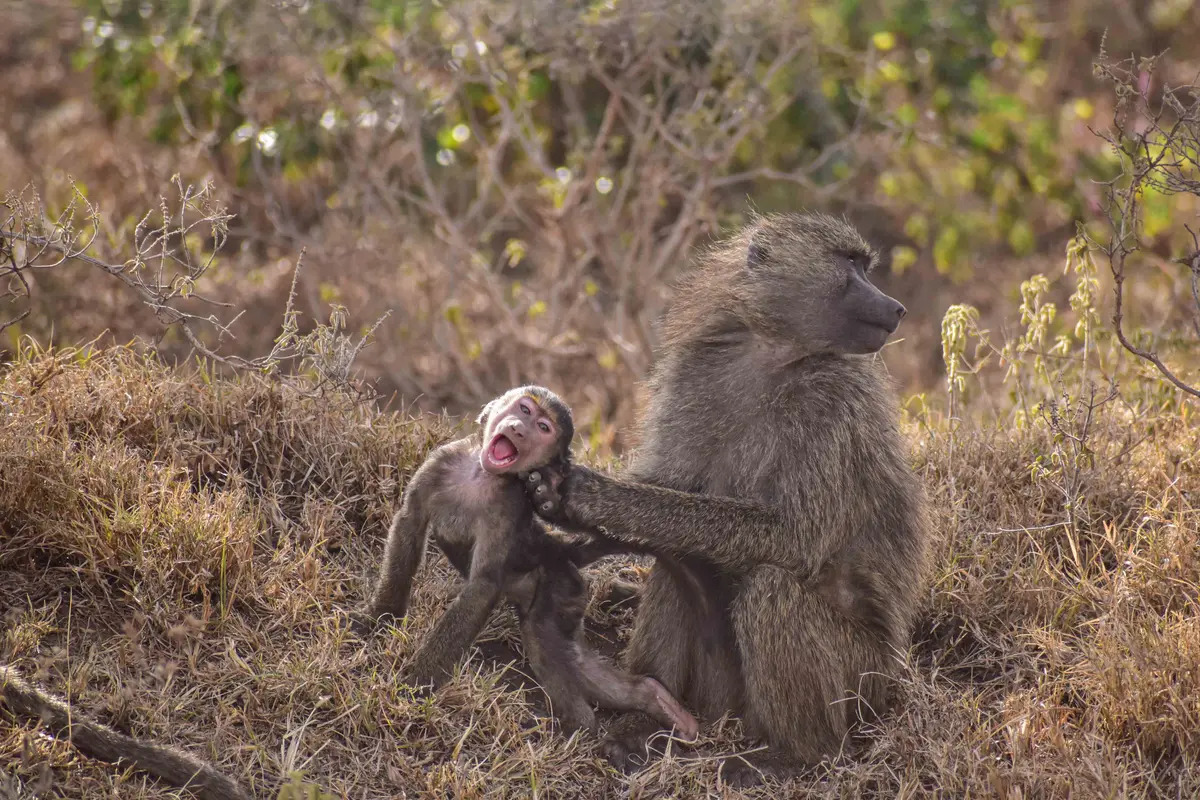 Khỉ đầu chó tinh nghịch. (Ảnh: Benard Omwaka/Comedy Wildlife Photography Awards 2023)