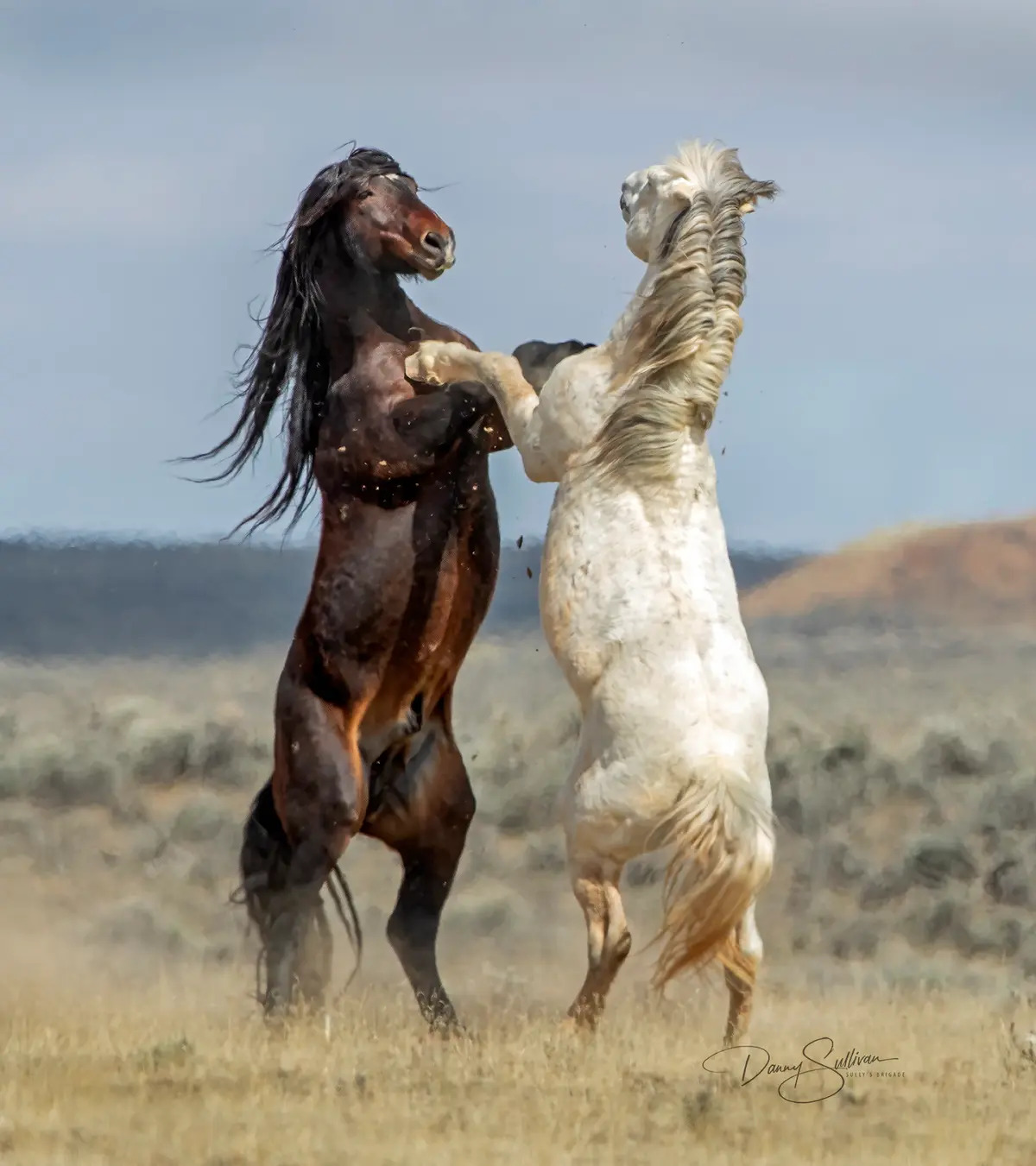 Nhảy tango. (Ảnh: Danny Sullivan/Comedy Wildlife Photography Awards 2023)