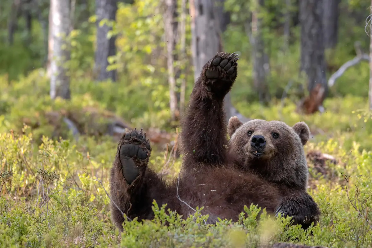 Nhanh chụp tôi! Nhanh chụp tôi! (Ảnh: Dikla Gabriely/Comedy Wildlife Photography Awards 2023)