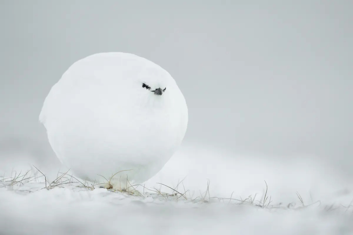 Bóng tuyết. (Ảnh: Jacques Poulard/Comedy Wildlife Photography Awards 2023)