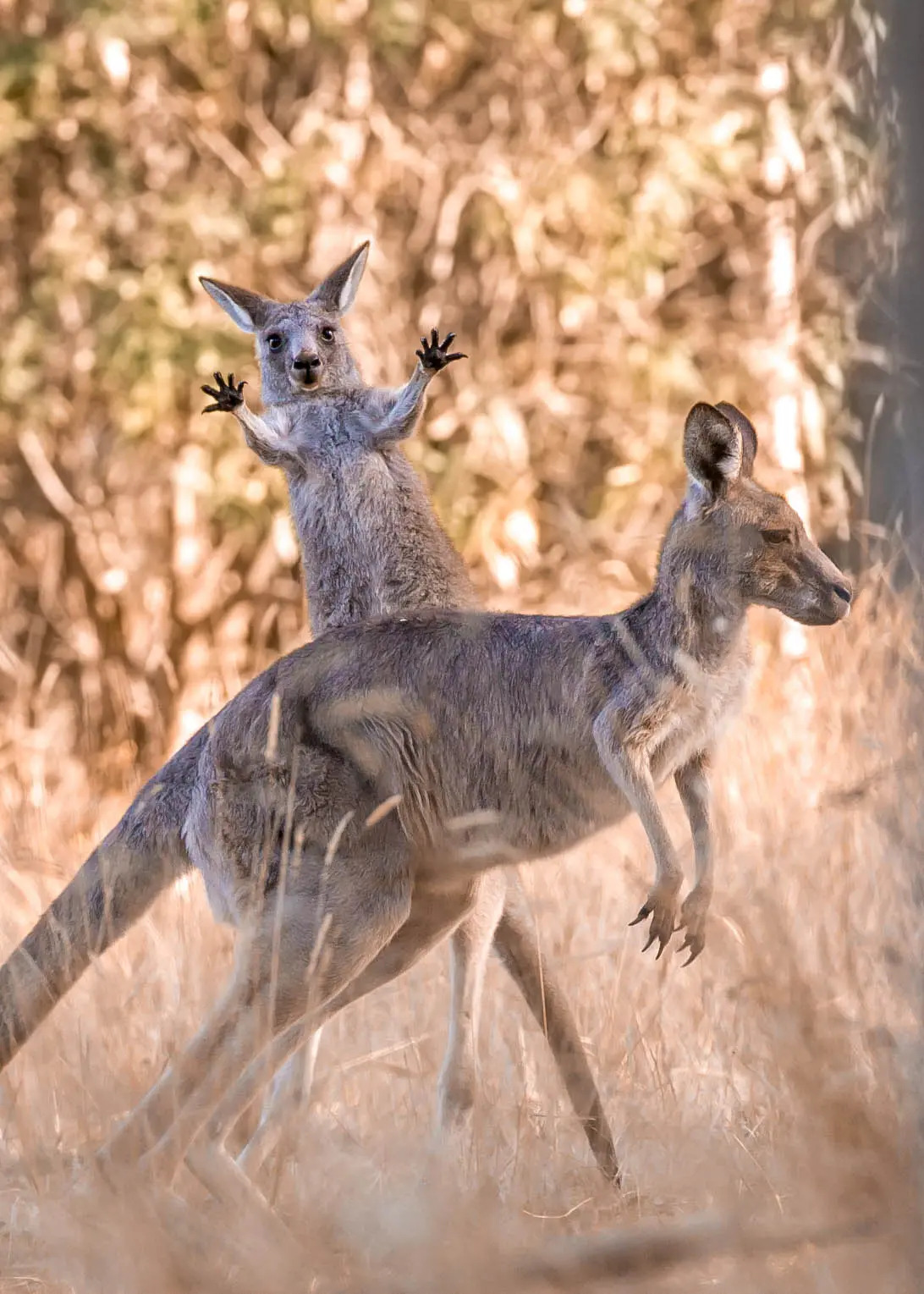 Giật cả mình. (Ảnh: Lara Mathews/Comedy Wildlife Photography Awards 2023)