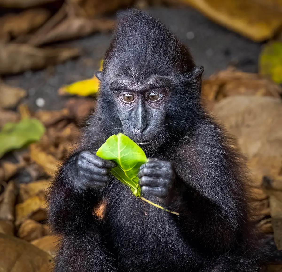 Tin giả. (Ảnh: Matti Rauvala/Comedy Wildlife Photography Awards 2023)