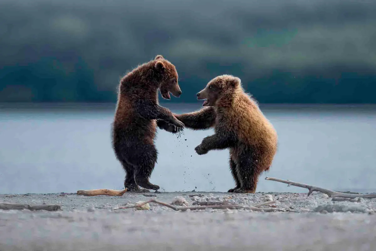 Người bạn đồng hành. (Ảnh: Thomas Vijayan/Comedy Wildlife Photography Awards 2023)