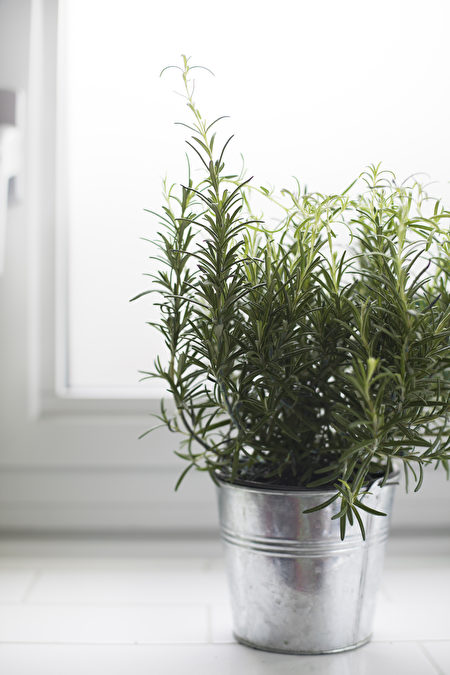Cây hương thảo (Rosemary) dáng nhỏ, không chiếm không gian, rất thích hợp đặt ở bệ cửa sổ. (Ảnh: Shutterstock)