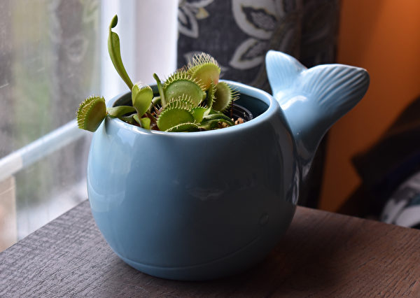 Cây bắt ruồi (Venus Flytraps) thích ẩm ướt và ánh sáng mạnh, ánh sáng chiếu gián tiếp. Chỉ cần đặt nó vào trong một cái đĩa nước nông rồi đặt trên bệ cửa sổ là được, không cần quan tâm nhiều đến chúng. (Ảnh: Shutterstock)