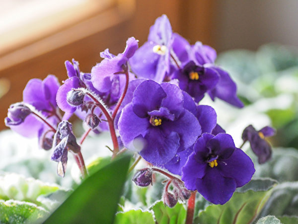 Hoa tử la lan châu Phi (African violets) có màu sắc rực rỡ, có thể tăng thêm màu sắc cho căn bếp đơn điệu. (Ảnh: Shutterstock)