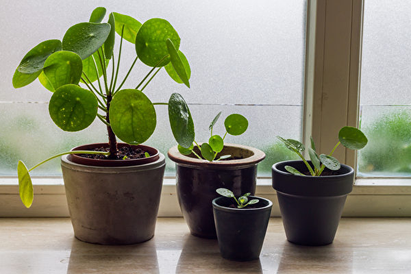 Cây cỏ gương (Pilea peperomioides) còn được gọi là Cỏ tình bạn. Cây không cần tưới quá nhiều nước, chăm sóc cho chúng đơn giản giống như đối với loại cây mọng nước. (Ảnh: Shutterstock)