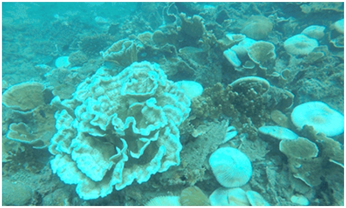 san hô bị tẩy trắng ở Côn Đảo