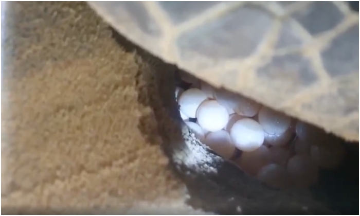Việt Nam: Di dời hơn 100 trứng rùa trên bãi biển Quy Nhơn