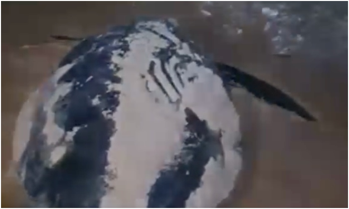 rùa đẻ trứng trên bãi biển Quy Nhơn