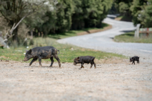 Sự luân hồi chuyển sinh giữa người và lợn thể hiện ý nghĩa gì của sinh mệnh? (Ảnh: Shutterstock)