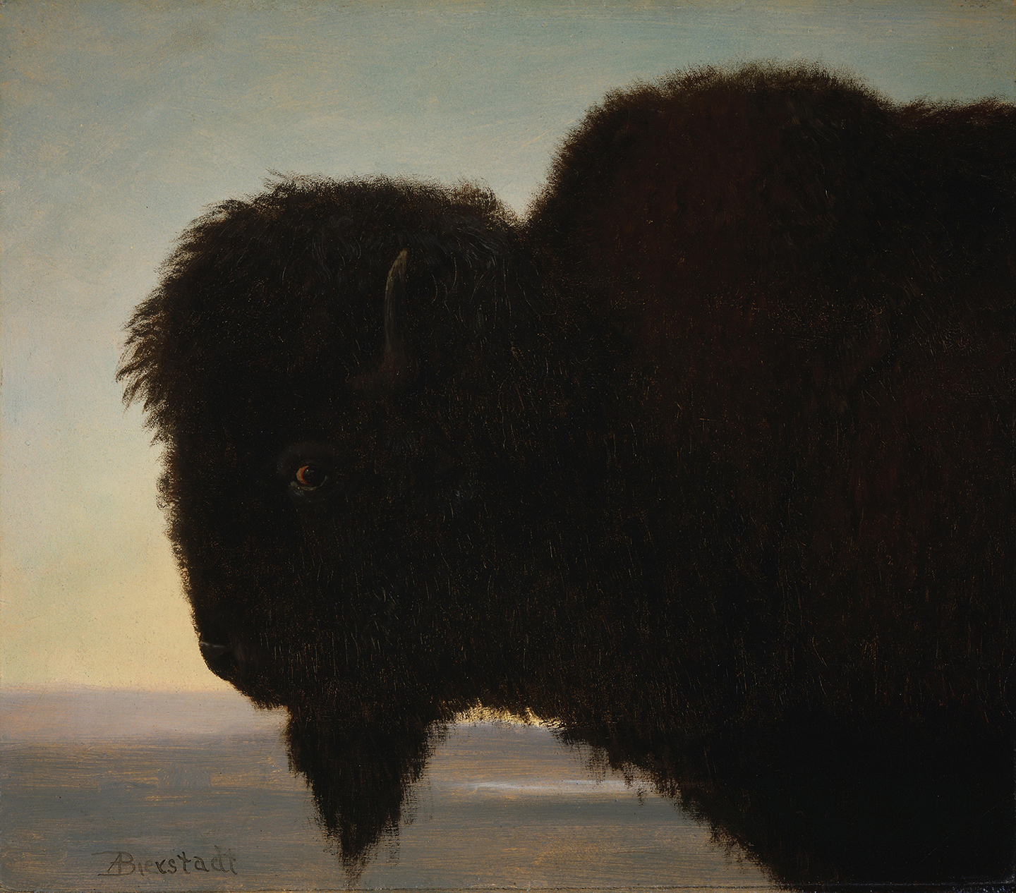 Bức tranh “Buffalo Head” (Đầu Bò Rừng), khoảng năm 1879, của họa sỹ Albert Bierstadt. Sơn dầu trên giấy dán lên bìa cứng; 13.2 inch x 15.2 inch (khoảng 33.5cm x 39cm). Bảo tàng Nghệ thuật Miền Tây Whitney, Trung tâm Buffalo Bill của miền Tây, thành phố Cody, tiểu bang Wyoming. (Ảnh: Tư liệu công cộng)