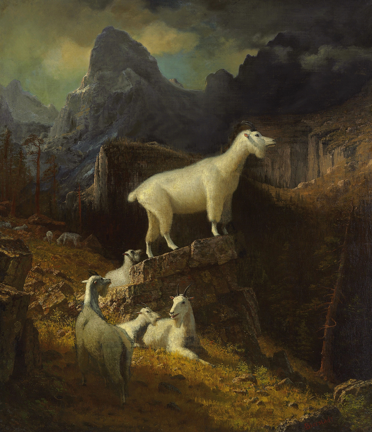 Bức tranh “Rocky Mountain Goats” (Dê Núi Rocky), khoảng năm 1885, của họa sỹ Albert Bierstadt. Sơn dầu trên vải canvas; 50 1/4 inch x 43 1/4 inch (128cm x 110cm). Bộ sưu tập tư nhân. (Ảnh: Tư liệu công cộng)