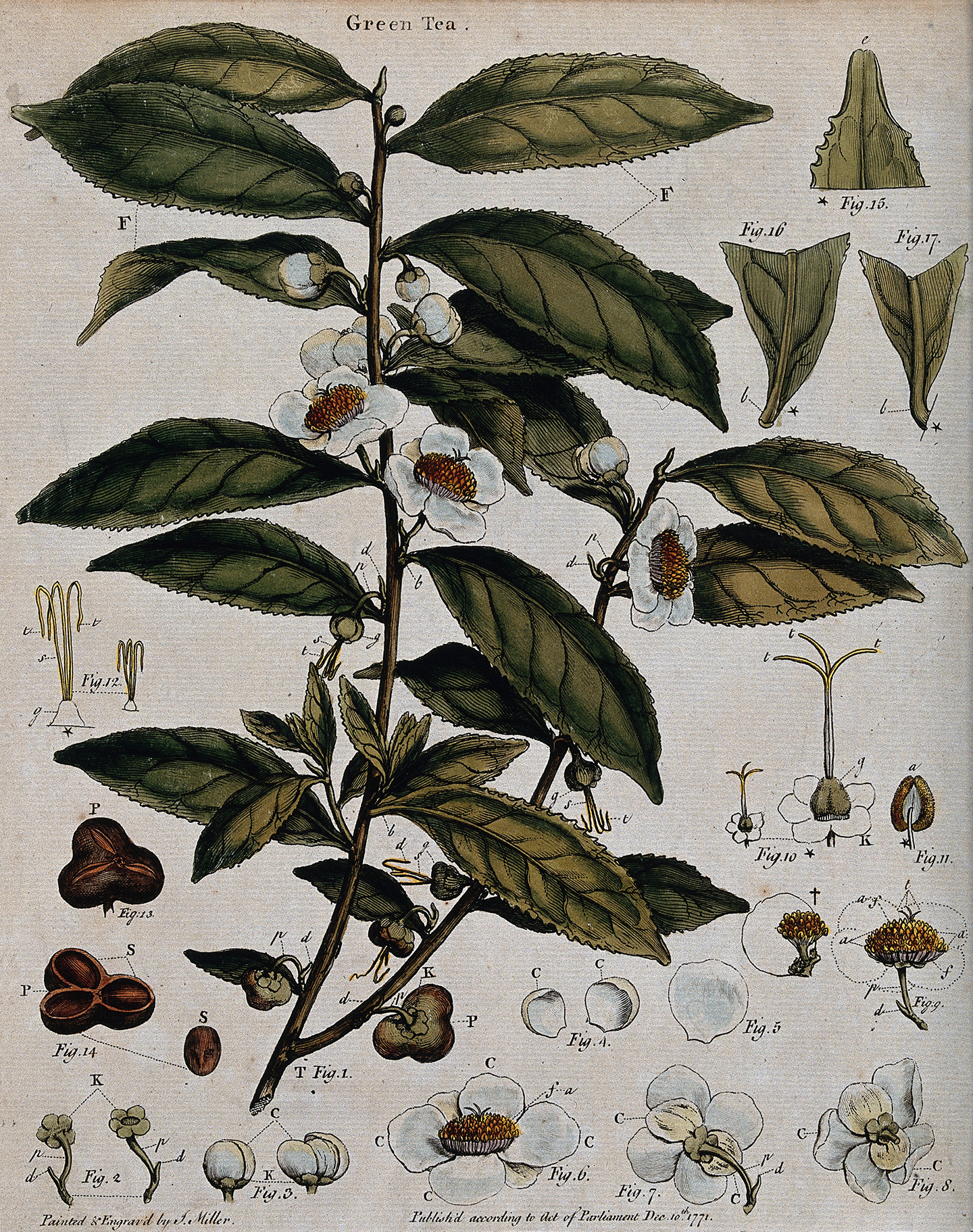 Bức tranh khắc màu về cây trà (Camellia sinensis) có cuống hoa, mặt cắt của lá, và các bộ phận của hoa, J. Miller, khoảng năm 1771. (Ảnh: Wellcome Images/CC BY 4.0 DEED)