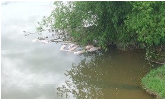 Hàng chục xác heo phân hủy trên sông, gần nhà máy nước sạch ở Hà Tĩnh
