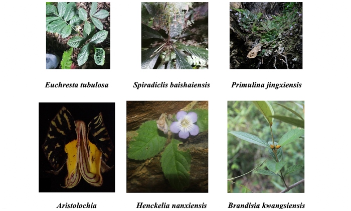 6 loài thực vật mới