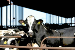 Wyoming xác nhận cúm gia cầm xuất hiện trong đàn gia súc, là tiểu bang thứ 12 ghi nhận tình trạng nhiễm bệnh