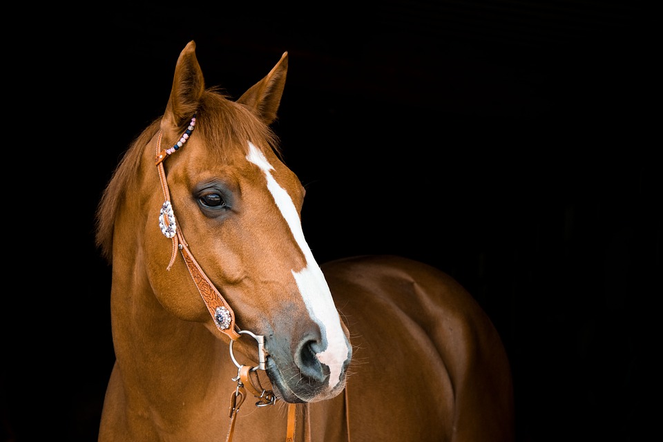 Quách Phác khiến một con ngựa đã tử vong hồi sinh. Ảnh minh họa. (Ảnh: Pixabay)