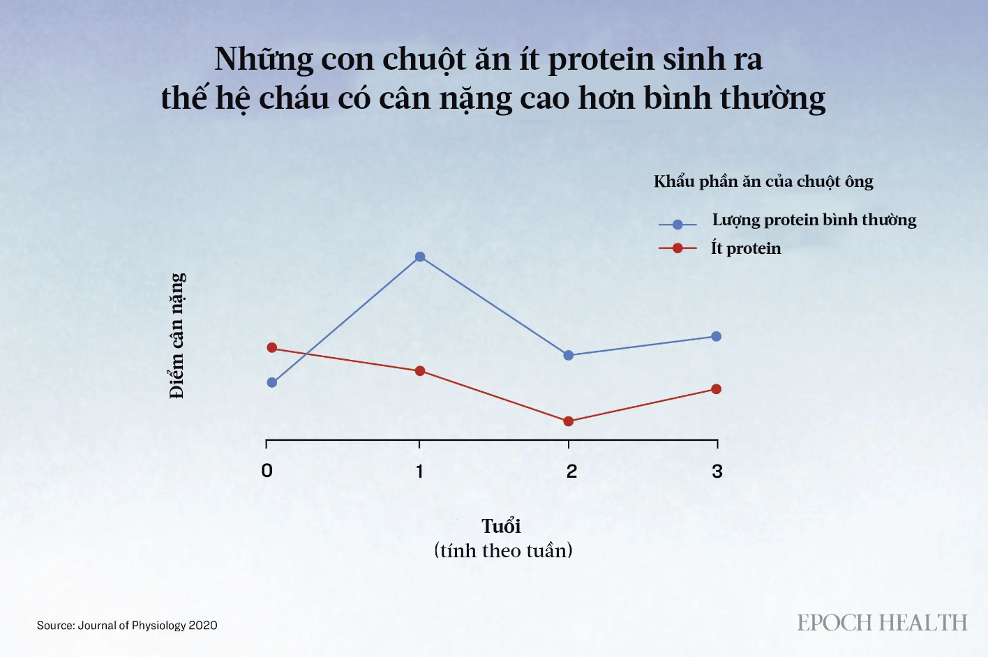 Các nhà khoa học quan sát thấy rằng khi chuột được cho ăn ít protein, con cháu của chúng, cả đực và cái, đều có cân nặng cơ thể cao hơn trong ba tuần đầu sau khi sinh so với con cháu của những con chuột được cho ăn protein bình thường. (Ảnh: The Epoch Times)