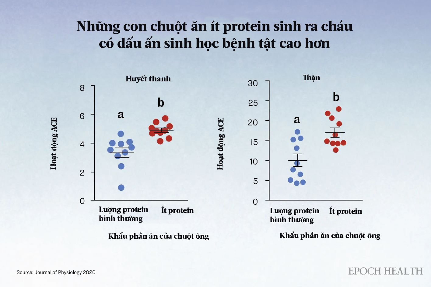 Các nhà khoa học quan sát thấy rằng khi chuột được cho ăn ít protein, thì thế hệ con cháu của chúng, cả đực và cái, đều biểu hiện các dấu hiệu bệnh tật cao hơn, chẳng hạn như hoạt động ACE trong huyết thanh và thận, so với thế hệ con cháu của những con chuột được cho ăn nhiều protein. (Ảnh: The Epoch Times)