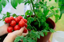Chuyên gia làm vườn chia sẻ mẹo tự làm phân bón giúp quả cà chua phát triển tốt hơn. Đây là hình ảnh của một cây cà chua. (Ảnh: Shutterstock)