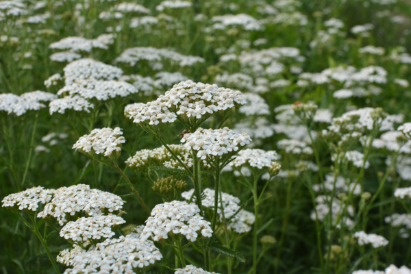 Cây cỏ thi (Achillea) nở hoa. (Ảnh: Orest lyzhechka/Shutterstock)