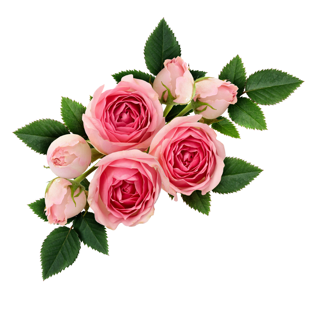 Những đóa hoa hồng màu hồng tượng trưng cho sự tao nhã, tinh tế, ngọt ngào, và nữ tính. (Ảnh: Ortis/Shutterstock)