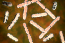 Lợi khuẩn bifidobacteria có vai trò quan trọng trong khả năng miễn dịch của ruột. (Ảnh: Kateryna Kon/Shutterstock)