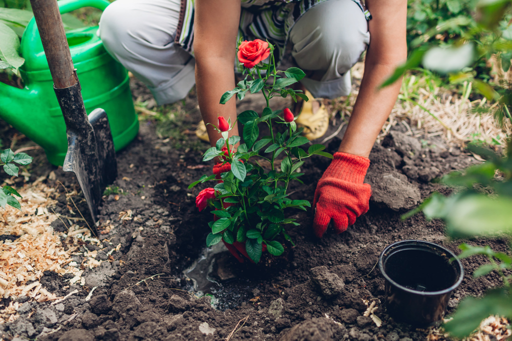 Hệ thống thoát nước phù hợp là điều rất quan trọng để những cây hoa hồng của bạn phát triển sum sê. (Ảnh: Mariia Boiko/Shutterstock)