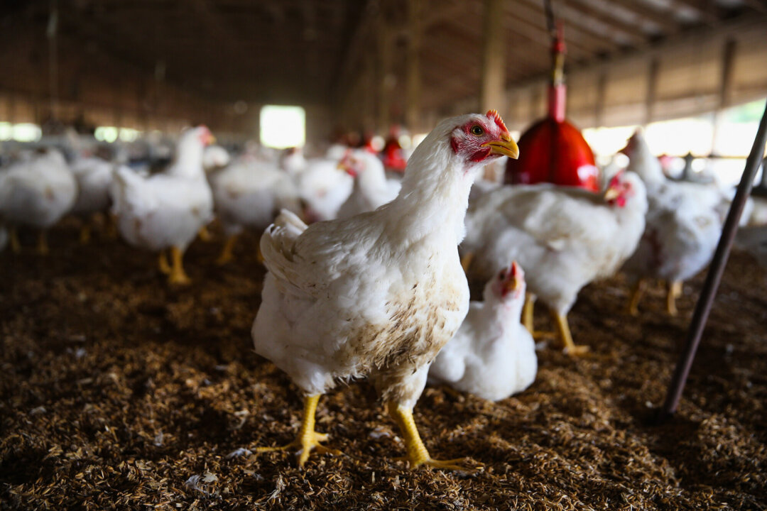 Những con gà vây quanh máng ăn tại một trang trại trong một ảnh tư liệu. (Ảnh: Scott Olson/Getty Images)