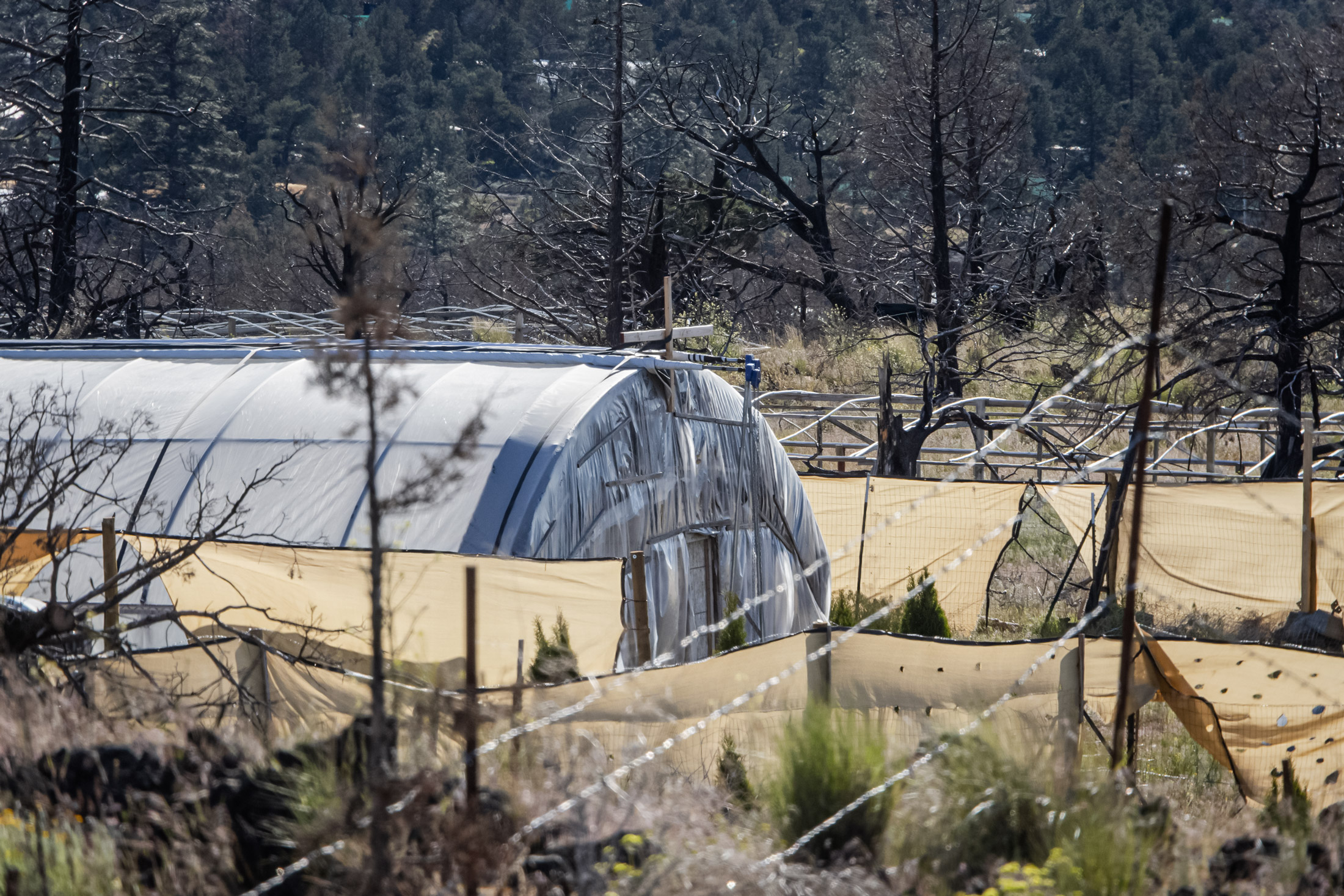 Hàng trăm trại trồng cần sa bất hợp pháp tọa lạc bên ngoài Montague, California, hôm 07/05/2024. (Ảnh: John Fredricks/The Epoch Times)