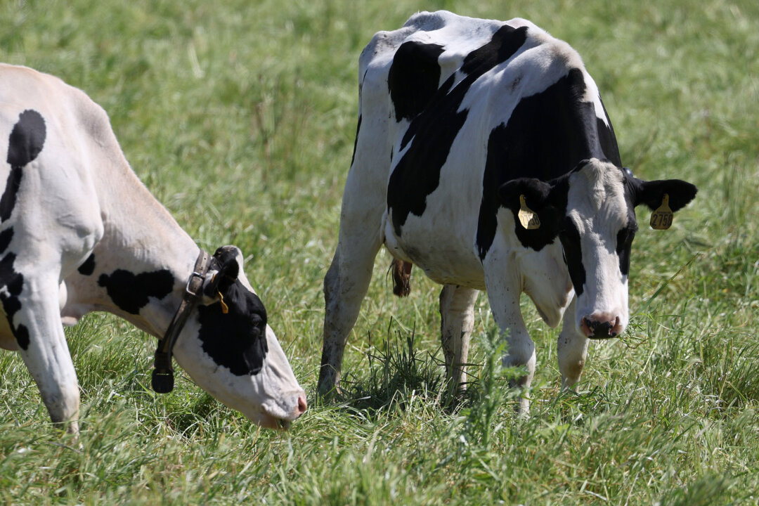 Đàn bò ăn cỏ trên cánh đồng của một trang trại bò sữa vào ngày 26/4/2024 ở Petaluma, California. Bộ Nông nghiệp Hoa Kỳ đã yêu cầu các nhà sản xuất sữa kiểm tra những con bò sữa xem có bị nhiễm cúm gia cầm HPAI H5N1 hay không. (Ảnh: Justin Sullivan/Getty Images)