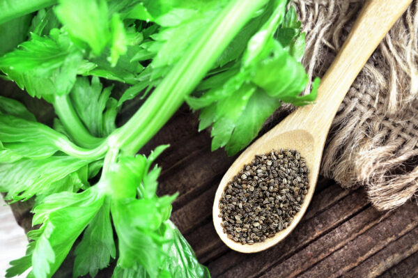Hạt, thân và tinh dầu cần tây được sử dụng làm thuốc. (Ảnh: Ulada/Shutterstock)