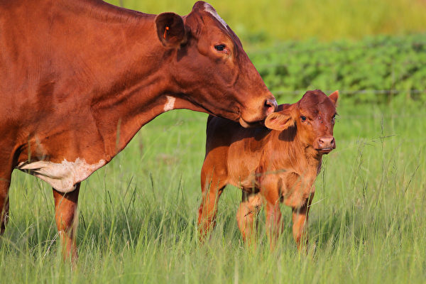 Trước khi con bê chào đời, người chủ nông trại nhìn thấy người cậu vào chuồng bò. (Ảnh: Shutterstock)