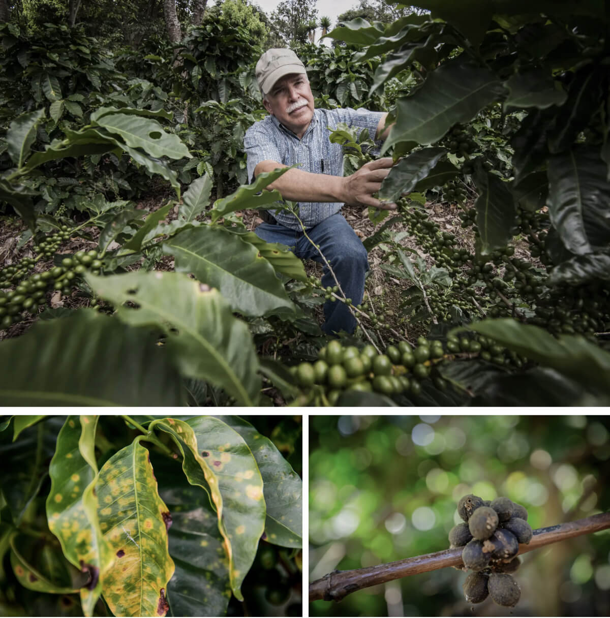 (Ảnh trên) Một nhà sản xuất cà phê đang kiểm tra cây trồng trong đồn điền của mình ở Barva, Costa Rica, ngày 25/08/2015. (Ảnh dưới bên trái) Một cây cà phê bị nhiễm nấm Roya ở trang trại Barva. (Dưới cùng bên phải) Hạt cà phê bị côn trùng đục tại một đồn điền ở làng Hanbal, Ấn Độ, hôm 29/01/2024. (Ảnh: Ezequiel Becerra/AFP qua Getty Images, Abhishek Chinnappa/Getty Images)