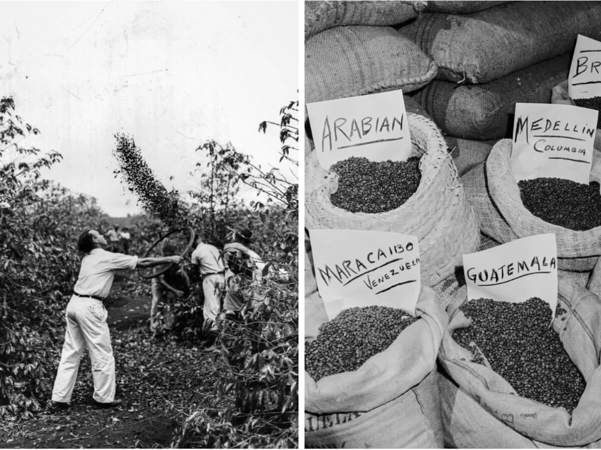 (Ảnh bên trái) Một người đàn ông tung hạt cà phê lên không trung để tách hạt ra khỏi cành cây ở Guatemala. (Ảnh bên phải) Các loại hạt cà phê được chọn lọc từ Saudi Arabia, Medellin (Colombia), Brazil, Maracaibo (Venezuela), Guatemala, và Haiti, vào năm 1950. (Ảnh: Pictorial Parade/Archive Photos/Getty Images, Archive Photos/Getty Images)